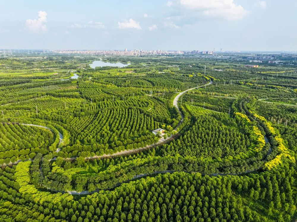 Expansive green forest and ecological restoration in Xiongan