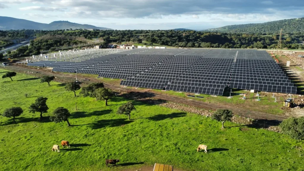 Solar farm with cattle