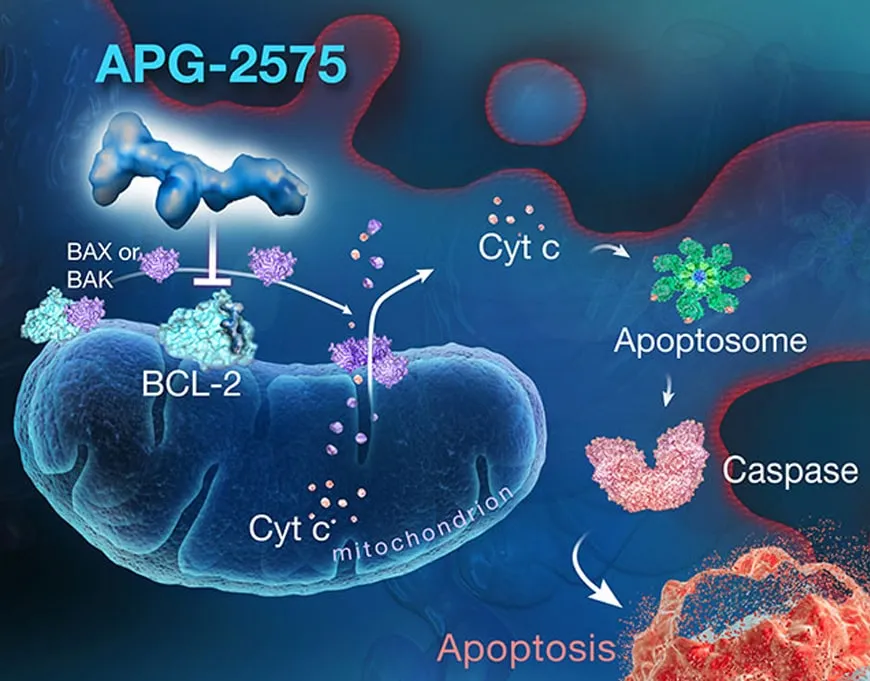 APG-2575 BCL-2 apoptosis diagram
