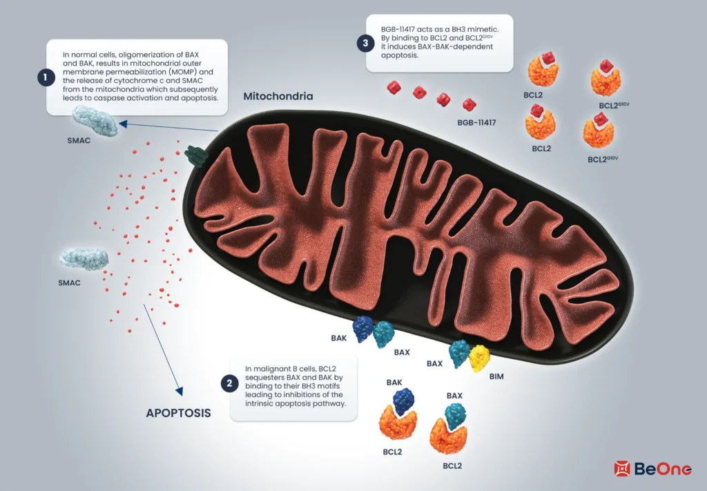 BeOne Medicines BCL2 apoptosis mechanism showing BGB-11417 activity